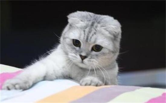 为什么猫咪会踩奶？