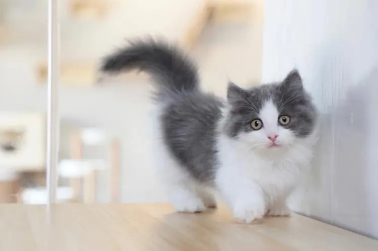 猫咪产后缺钙怎么治疗？