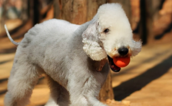 贝灵顿梗是大型犬吗 是中型犬适合居家饲养