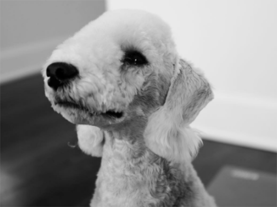 贝灵顿梗的喂食要点？幼犬身体发育比较快
