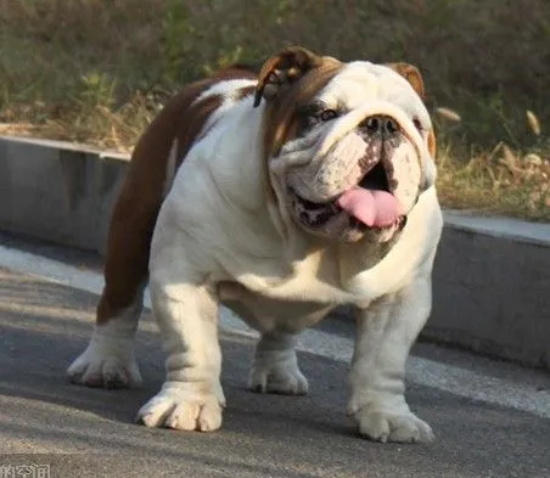 狗狗家中地位训炼