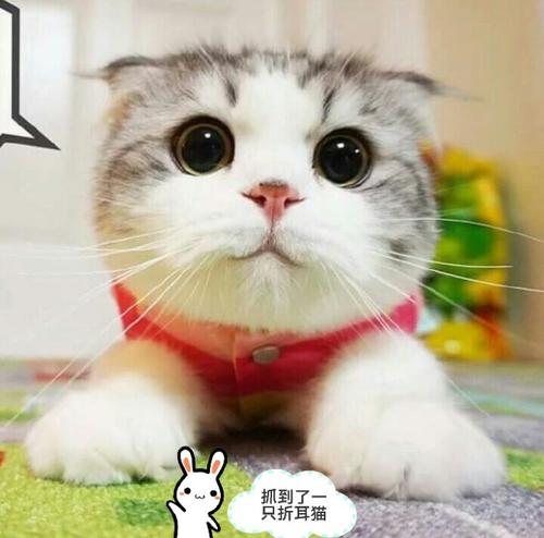 怀孕猫咪吃什么补充营养?