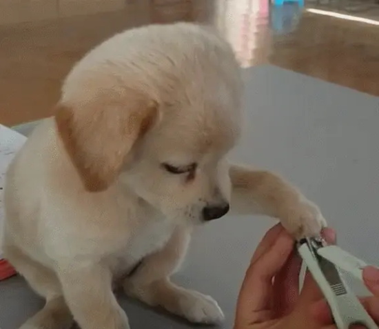 狗狗不喜欢剪指甲的原因及对策