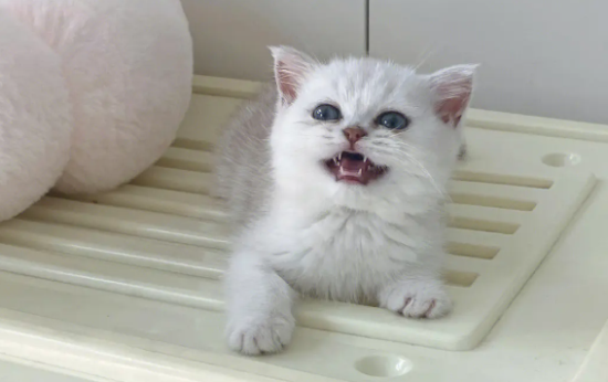 猫咪生小猫之前的症状有哪些?