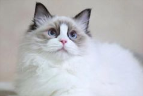 布偶猫不喜欢晒太阳，猫咪晒太阳有什么好处？