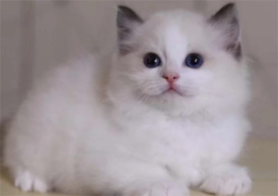 布偶猫不会叫怎么回事？布偶猫不会叫怎么办？