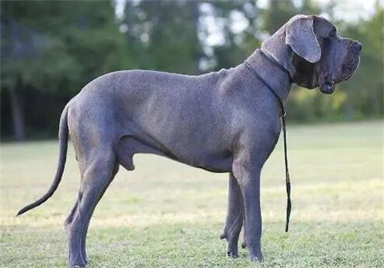 大丹犬吃什么？怎样喂养大丹犬