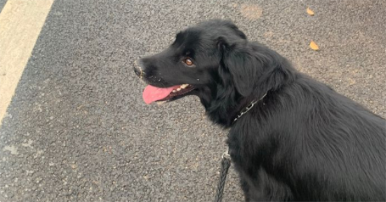 平毛寻回犬是土狗吗