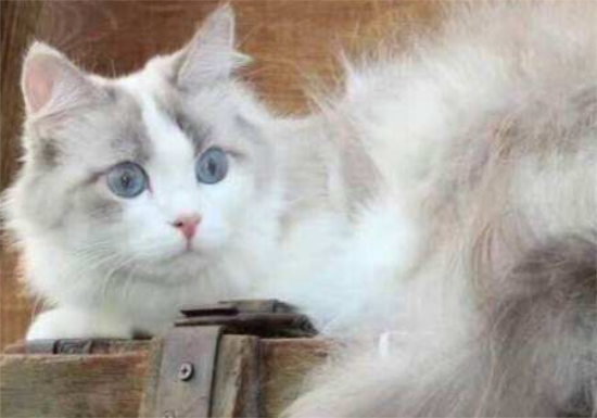 布偶猫几个月换牙？布偶猫换牙要注意这些事项！