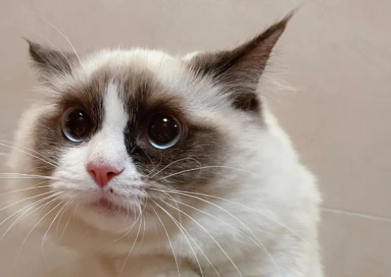 布偶猫很凶是什么原因？布偶猫很凶竟然是这么回事！