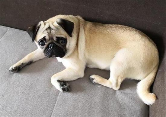 巴哥犬小时候吃什么