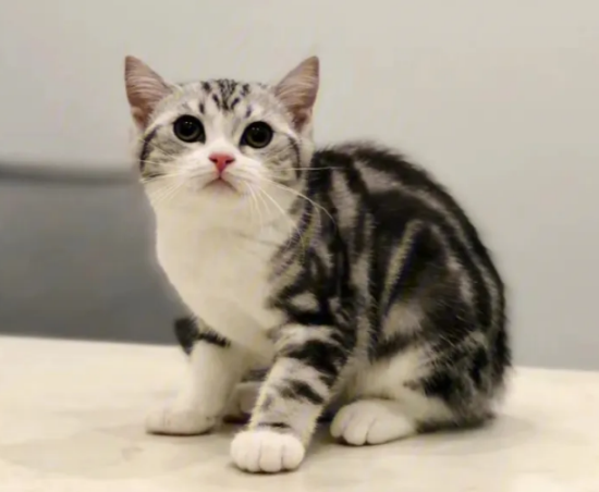 生产完的猫猫需要吃什么？