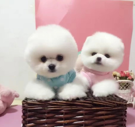 博美犬有体臭吗
