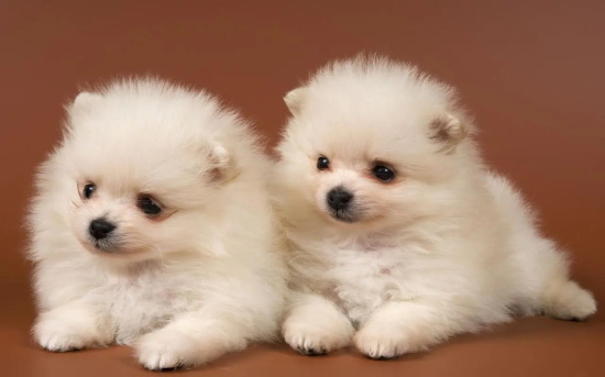 纯种博美犬特征