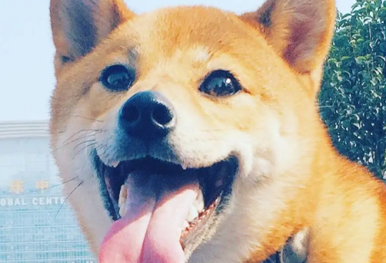 柴犬吃多了拉稀怎么办