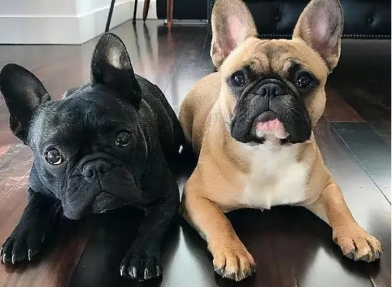 法国斗牛犬的特征