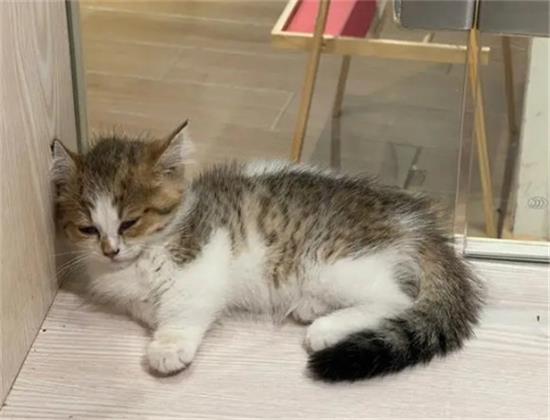 什么时候需要给猫咪做体内驱虫?