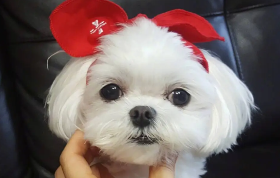 马尔济斯犬怎么配种？