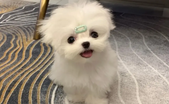 马尔济斯犬为什么会抖？有可能是中毒了