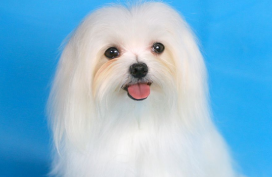 马尔济斯犬和约克夏的区别，感兴趣的朋友可以了解一下~