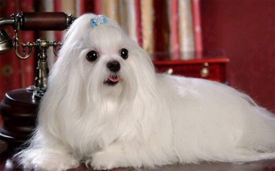 纯种马尔济斯犬多少钱一只?