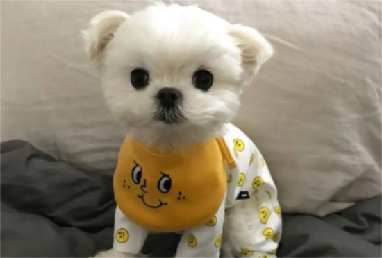 马尔济斯犬几岁算成年？不清楚的快来看看！