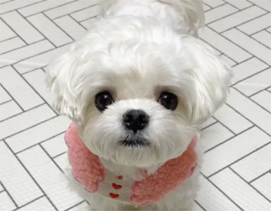 今日解答：马尔济斯犬怀孕需注意什么？