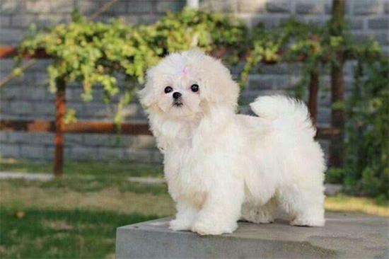 马尔济斯犬的用途是什么