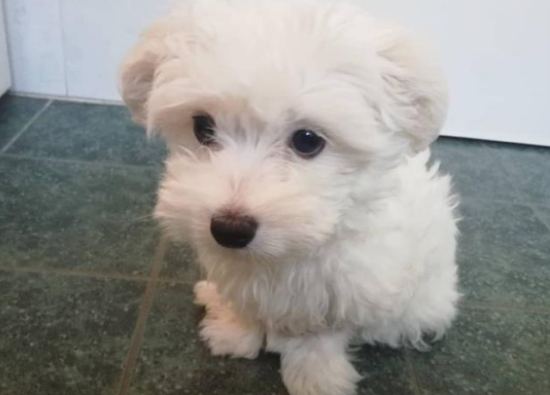 马尔济斯犬和比熊的区别