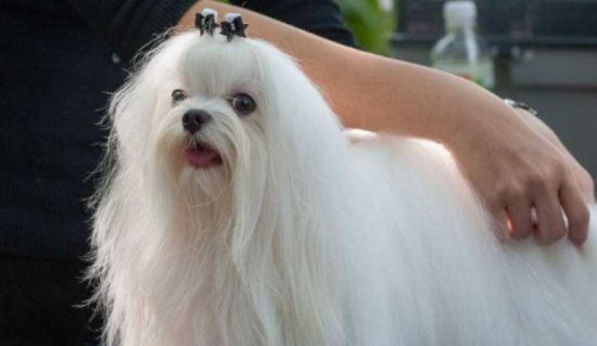 如何区分马尔济斯和西施犬？有哪些不一样？