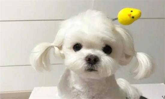 纠正马尔济斯犬乱咬东西的方法，铲屎官一定要了解