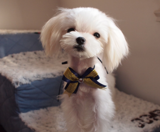 马尔济斯犬什么时候打疫苗？该注意什么呢？