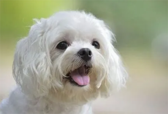 马尔济斯犬吃什么狗粮？速速来get