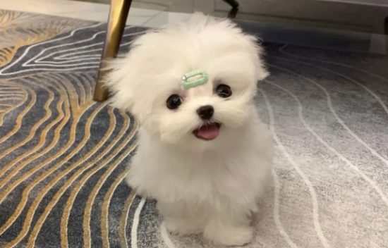马尔济斯犬怀孕初期有什么症状？了解后你就知道了～