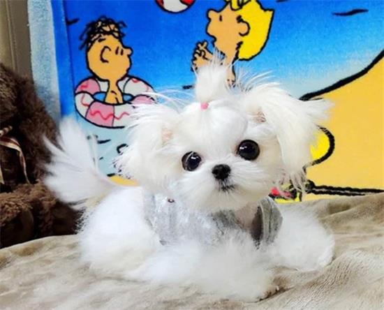 马尔济斯犬什么颜色好
