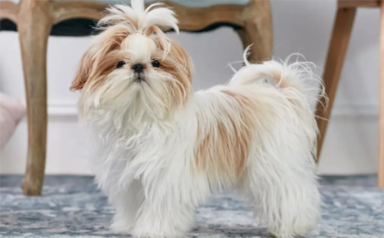 马尔济斯犬和西施犬有什么区别？有必要了解一下！
