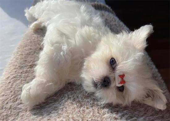 马尔济斯犬怎么剪毛好看？快来了解一下