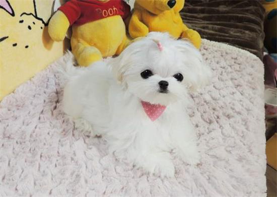 马尔济斯犬的体重大约是多少