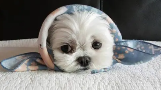马尔济斯犬为什么那么少人养？