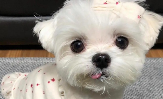 马尔济斯犬泪痕严重怎么办？怎么去泪痕？