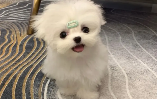 萌宠小知识：马尔济斯犬几岁剪毛？