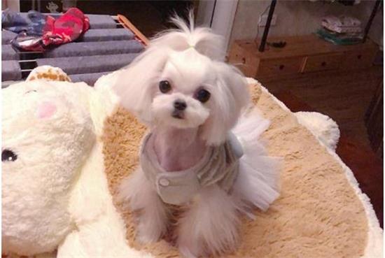 购买马尔济斯犬注意些什么