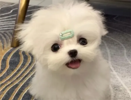马尔济斯犬怀孕需注意什么？