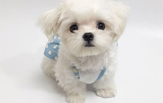 马尔济斯犬3万块贵吗