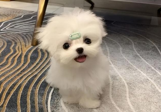 家有马尔济斯犬，经常发抖是什么原因？