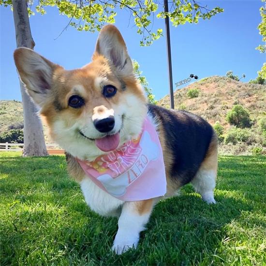 怎样看柯基犬纯不纯