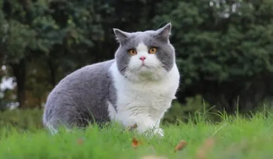英短蓝猫冬天怕冷吗?
