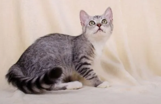 猫咪嘴巴上有黑东西是怎么了