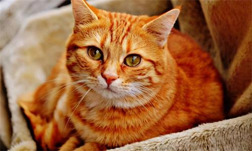 发现猫咪打嗝要特别注意吗