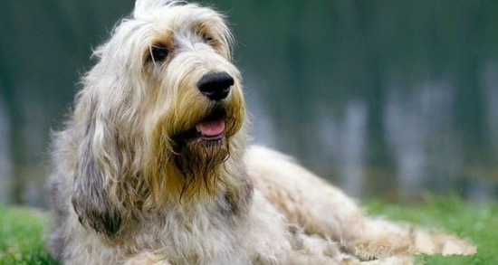 奥达猎犬的饲养要点有哪些